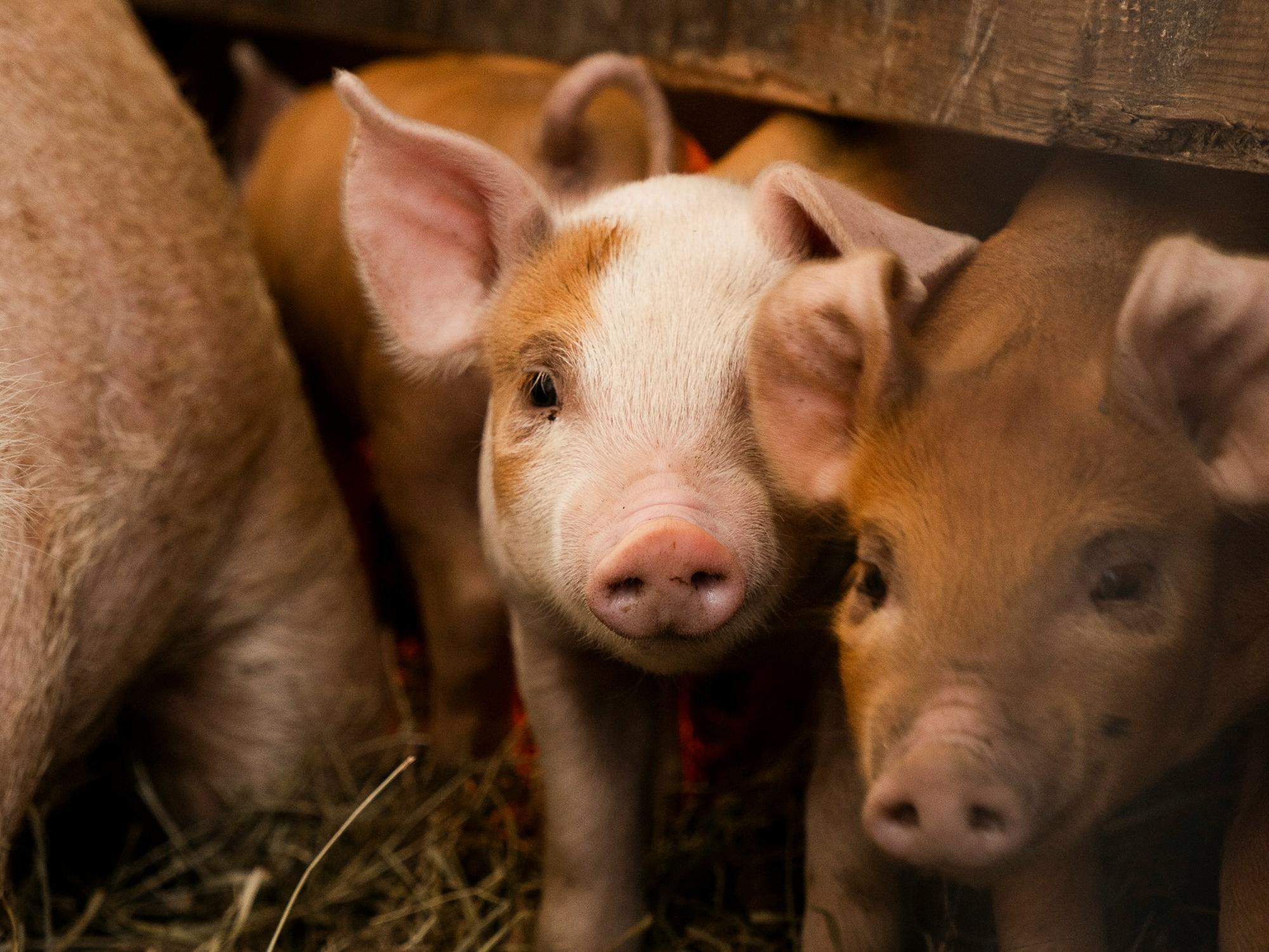 北京養(yǎng)豬學(xué)習(xí)工具軟件開發(fā)，一鍵掌握養(yǎng)豬知識(shí)